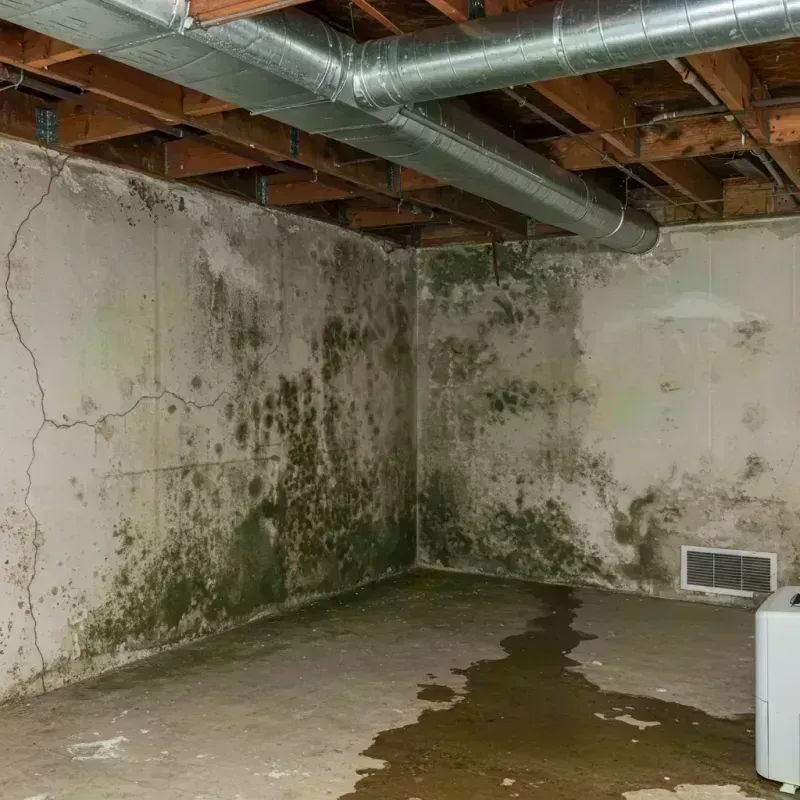 Professional Mold Removal in Ballard County, KY